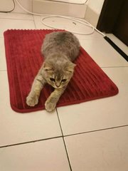 Xiao Hui - Tabby + British Shorthair Cat