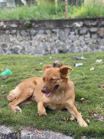 Brownie - Mixed Breed Dog