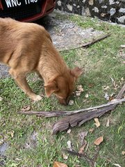 Brownie - Mixed Breed Dog