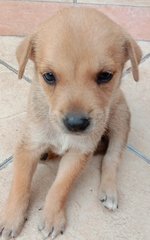 Lola - Mixed Breed Dog
