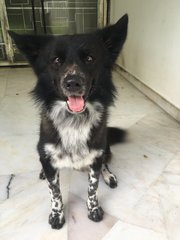 Maomao - Border Collie Dog