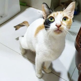 White  - Domestic Short Hair Cat