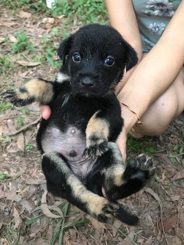 Happy - Mixed Breed Dog