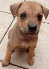 Buddy  - Mixed Breed Dog