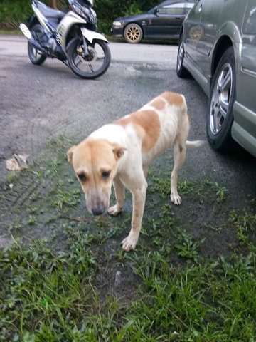 White Brown Boy - Mixed Breed Dog