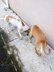 White Brown Boy - Mixed Breed Dog