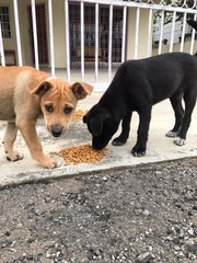 Puppy 8 - Mixed Breed Dog