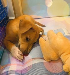 Bunny - Mixed Breed Dog