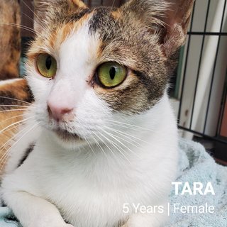 Tara - Domestic Short Hair Cat