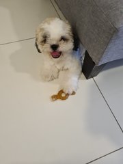 Shih Tzu - Shih Tzu Dog