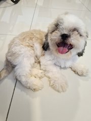 Shih Tzu - Shih Tzu Dog