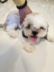 Shih Tzu - Shih Tzu Dog