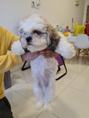 Shih Tzu - Shih Tzu Dog