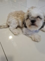 Shih Tzu - Shih Tzu Dog