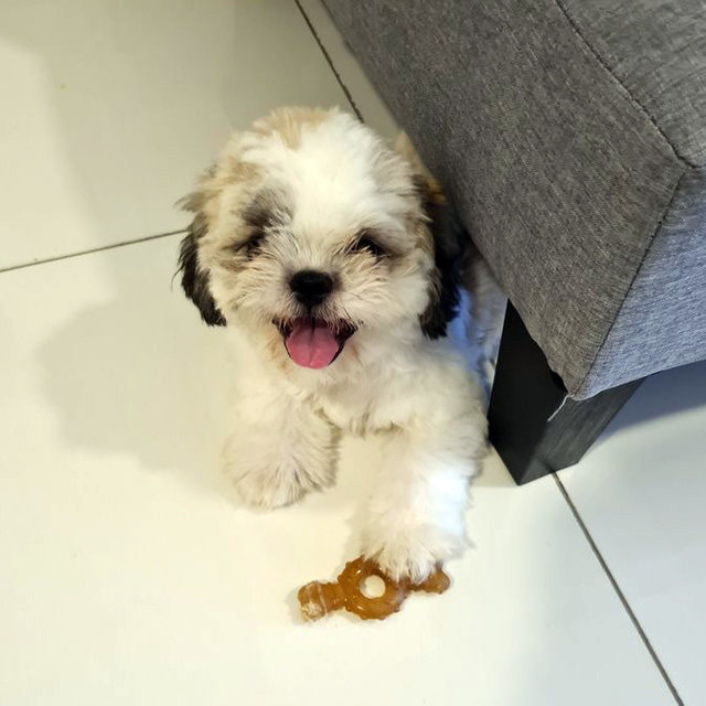 Shih Tzu - Shih Tzu Dog