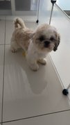 Shih Tzu - Shih Tzu Dog