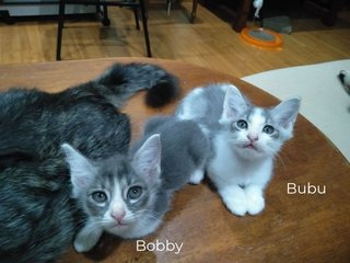 The Gray Brothers - Domestic Medium Hair Cat