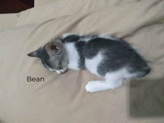 Bean is the smallest. He eats slowly too.