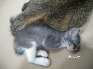 Bobby's fur is all gray on his back. Tummy buncit.