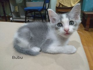 Bubu is the largest and has really big ears. He's the dominant one.