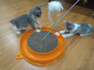 The Gray Brothers - Domestic Medium Hair Cat