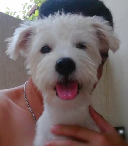 Bear Bear - Schnauzer + Poodle Dog