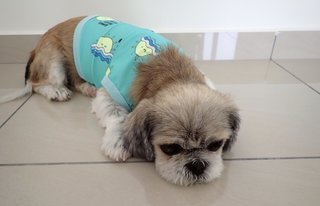 Tzu-tzu - Shih Tzu Dog