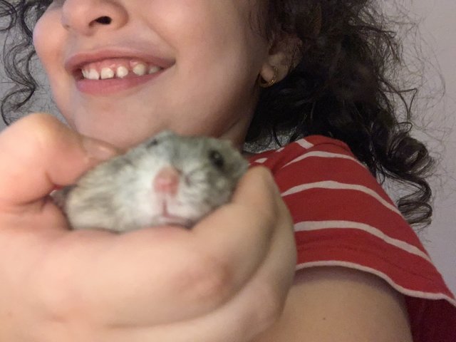 Lilly  - Syrian / Golden Hamster Hamster