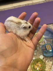 Lilly  - Syrian / Golden Hamster Hamster