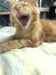 Chi - Maine Coon Cat