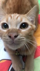 Mango - Domestic Short Hair Cat