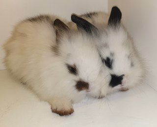 Namu &amp; Nami - Lop Eared + Lionhead Rabbit