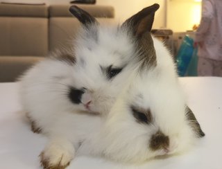 Namu &amp; Nami - Lop Eared + Lionhead Rabbit