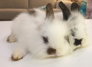 Namu &amp; Nami - Lop Eared + Lionhead Rabbit