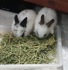 Namu &amp; Nami - Lop Eared + Lionhead Rabbit