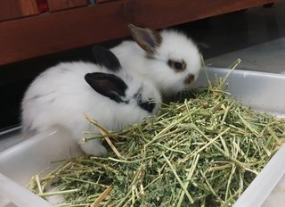 Namu &amp; Nami - Lop Eared + Lionhead Rabbit