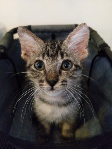 Lucky - Domestic Short Hair Cat