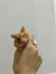 Lucky - Syrian / Golden Hamster Hamster