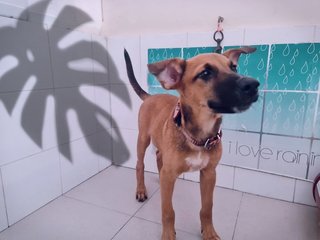 Kai - Mixed Breed Dog