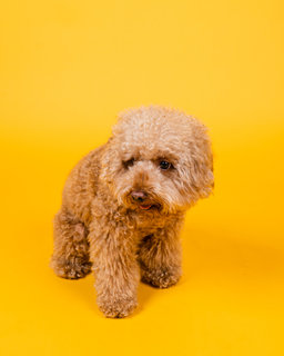 Fré-do  - Poodle Dog