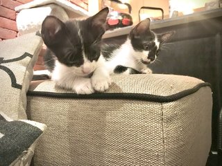 Yin &amp; Yang Twins - Tuxedo Cat