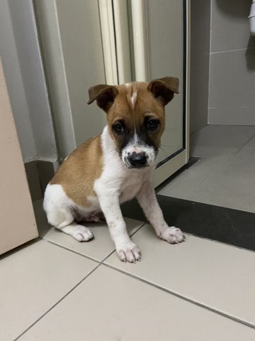 Puppy - Mixed Breed Dog