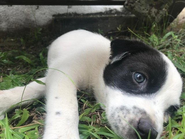 Panda - Mixed Breed Dog