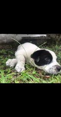 Panda - Mixed Breed Dog