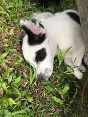 Panda - Mixed Breed Dog