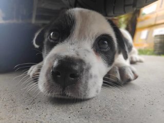 Panda - Mixed Breed Dog