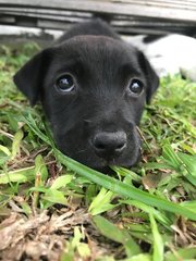 Panda - Mixed Breed Dog