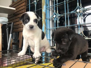 Panda - Mixed Breed Dog