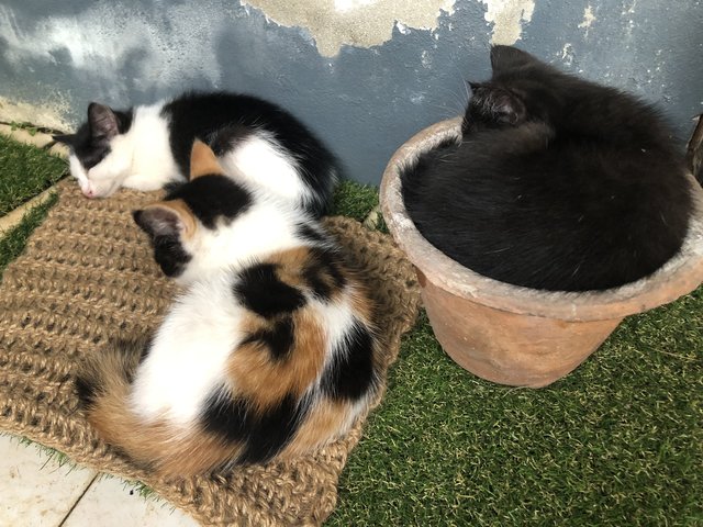 Cats For Adoption, All Ages From Perlis, Malaysia - PetFinder.my