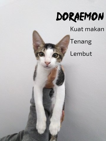 Doraemon - Domestic Short Hair Cat